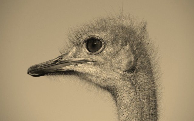 Gansbaai FotografieklubSeLaastes1 (3)